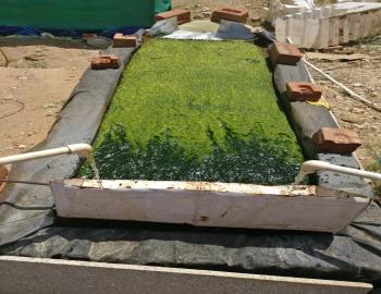 Cultivation of algae on solid surface- such growth is known as Algal Turfs.